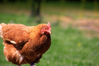 0048-brown_hen.jpg
