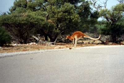 第104回 No Kangaroos In Austria オーストリアにカンガルーはいない ジョーク ジム佐伯のenglish Maxims