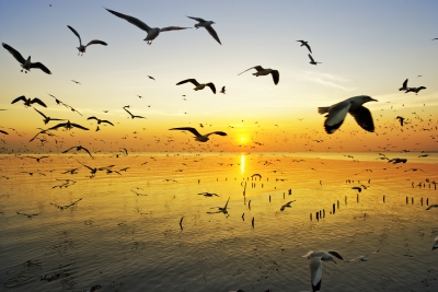 0027-sunset_seagulls.jpg