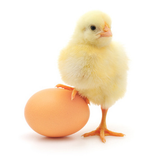 0048-chick_and_egg.jpg