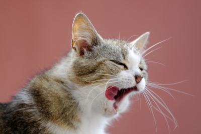0168-yawning_cat.jpg
