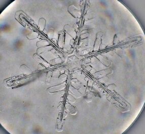 0183-snowflake_microphotograph_by_artgeek.jpg