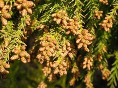 0288-cryptomeria_japonica_male_flower.jpg