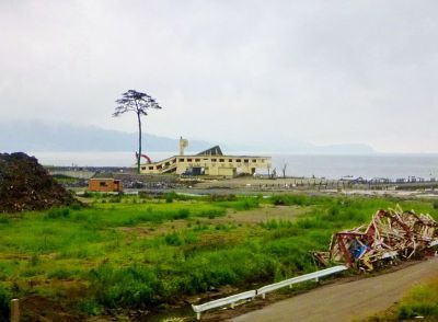 0301-miracle_pine_tree_2011-07-30.jpg