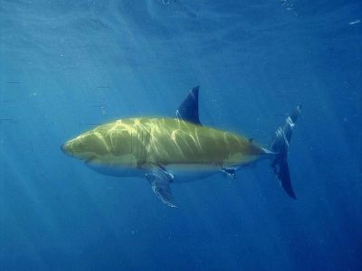0323-banana_shark.jpg