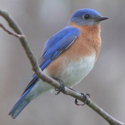 0429-eastern_bluebird-27527-2.jpg