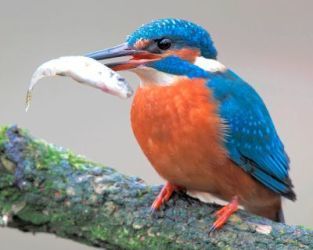 0429-eisvogel_mit_beute.jpg