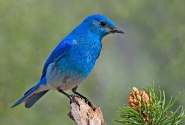0429-mountain_bluebird.jpg